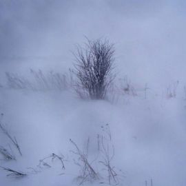Снежная пелена (49 фото)