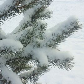Голубая ель в снегу (44 фото)