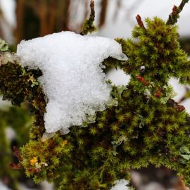 Зимний мох (43 фото)