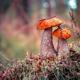Белый гриб осенью в лесу (67 фото)