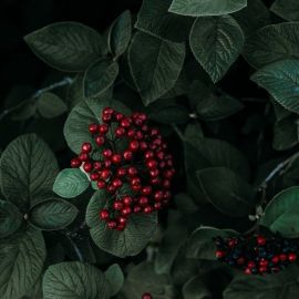 Красная лесная ягода (59 фото)