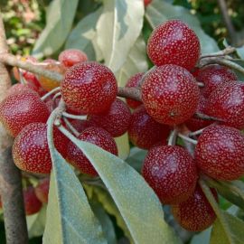 Южное дерево с красными ягодами (45 фото)
