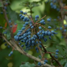 Куст с синими ягодами (45 фото)