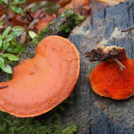 Оранжевый гриб на дереве (42 фото)