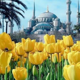 Фестиваль тюльпанов в стамбуле (67 фото)