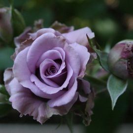 Роза лилак топаз (74 фото)