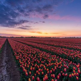 Голландия тюльпаны (45 фото)