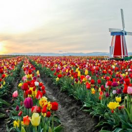 Амстердам тюльпаны (44 фото)