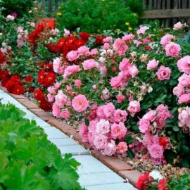 Роза флорибунда помпадур (56 фото)