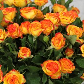 Розы желтые с красной каймой (55 фото)