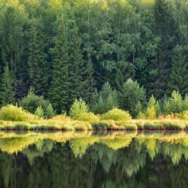 Лес на реке самородинке (47 фото)