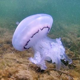 Черноморские медузы (48 фото)