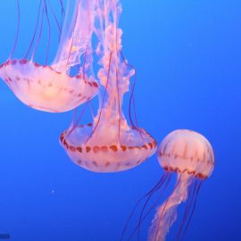 Медузы индийского океана (53 фото)
