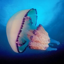 Медуза с фиолетовой каемкой в черном море (40 фото)