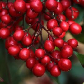 Дерево с мелкими красными ягодами (47 фото)