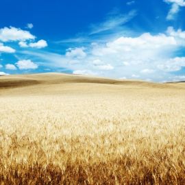 Поле пшеницы и голубое небо (45 фото)
