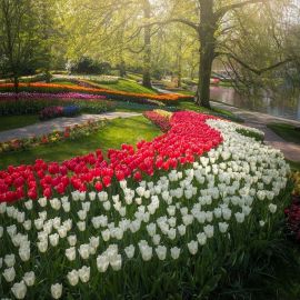 Нидерланды кекенхоф парк тюльпанов (43 фото)