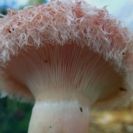 Пушистый гриб (42 фото)