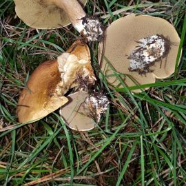 Перечный гриб и козляк (53 фото)