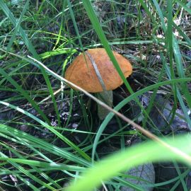 Псебай грибы (51 фото)
