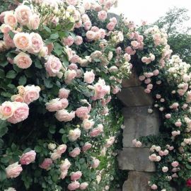 Роза аляска (66 фото)