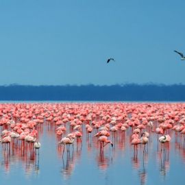 Озеро богория кения (53 фото)