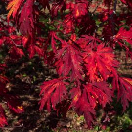 Кустарник красный осенью (38 фото)