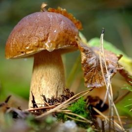 Белый гриб осенью (50 фото)
