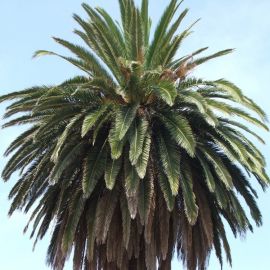Старая пальма (42 фото)
