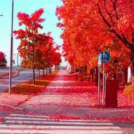 Красная осень давид самойлов (50 фото)