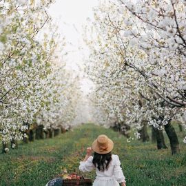 Красивый сад с яблонями (46 фото)