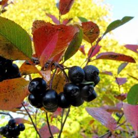 Арония черноплодная осенью (49 фото)