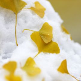 Желтый снег (62 фото)