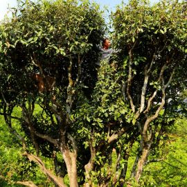 Зеленое чайное дерево (53 фото)