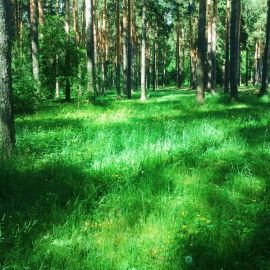 Небольшая полянка в лесу (58 фото)