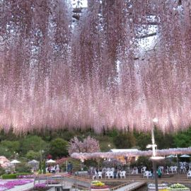 Парк цветов асикага в японии (44 фото)