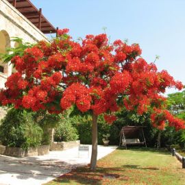 Цветущие деревья израиля (44 фото)