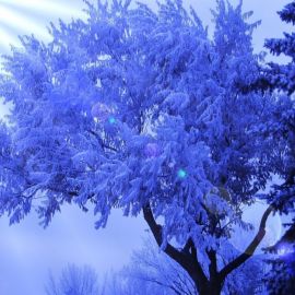 Дерево с синими листьями (53 фото)