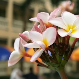 Цветущие деревья тайланда (46 фото)
