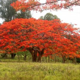 Красное сандаловое дерево (46 фото)