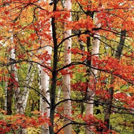 Осина дерево листья (49 фото)
