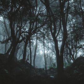 Глубокий темный лес (51 фото)