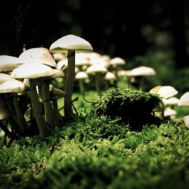 Многоклеточные грибы (66 фото)