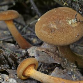 Говорушка оранжевая гриб (68 фото)