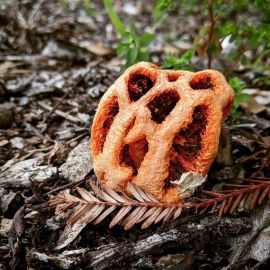 Решеточник красный гриб (65 фото)