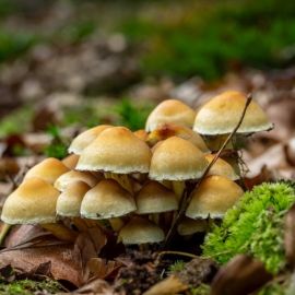 Топольки грибы (32 фото)