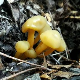 Желтый гриб (61 фото)