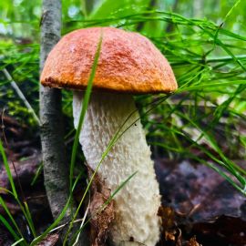 Грабовик гриб (75 фото)
