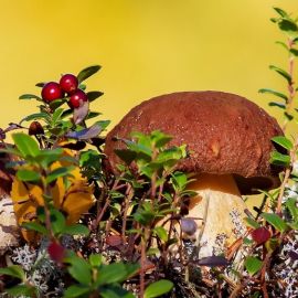 Ржавчинные грибы (70 фото)