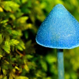 Сине зеленый гриб (52 фото)